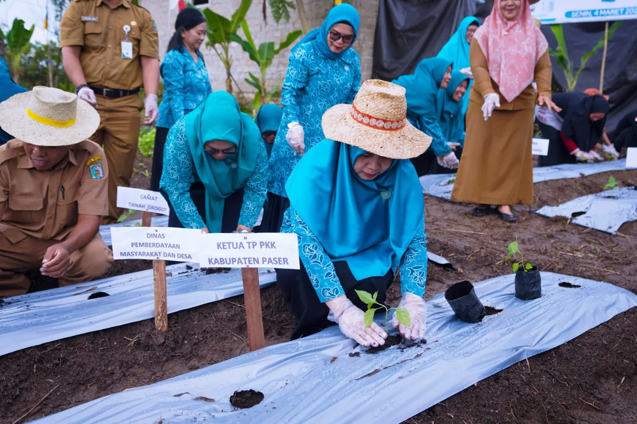 Menanam Cabai, Cara PKK Paser Bantu Turunkan Inflasi