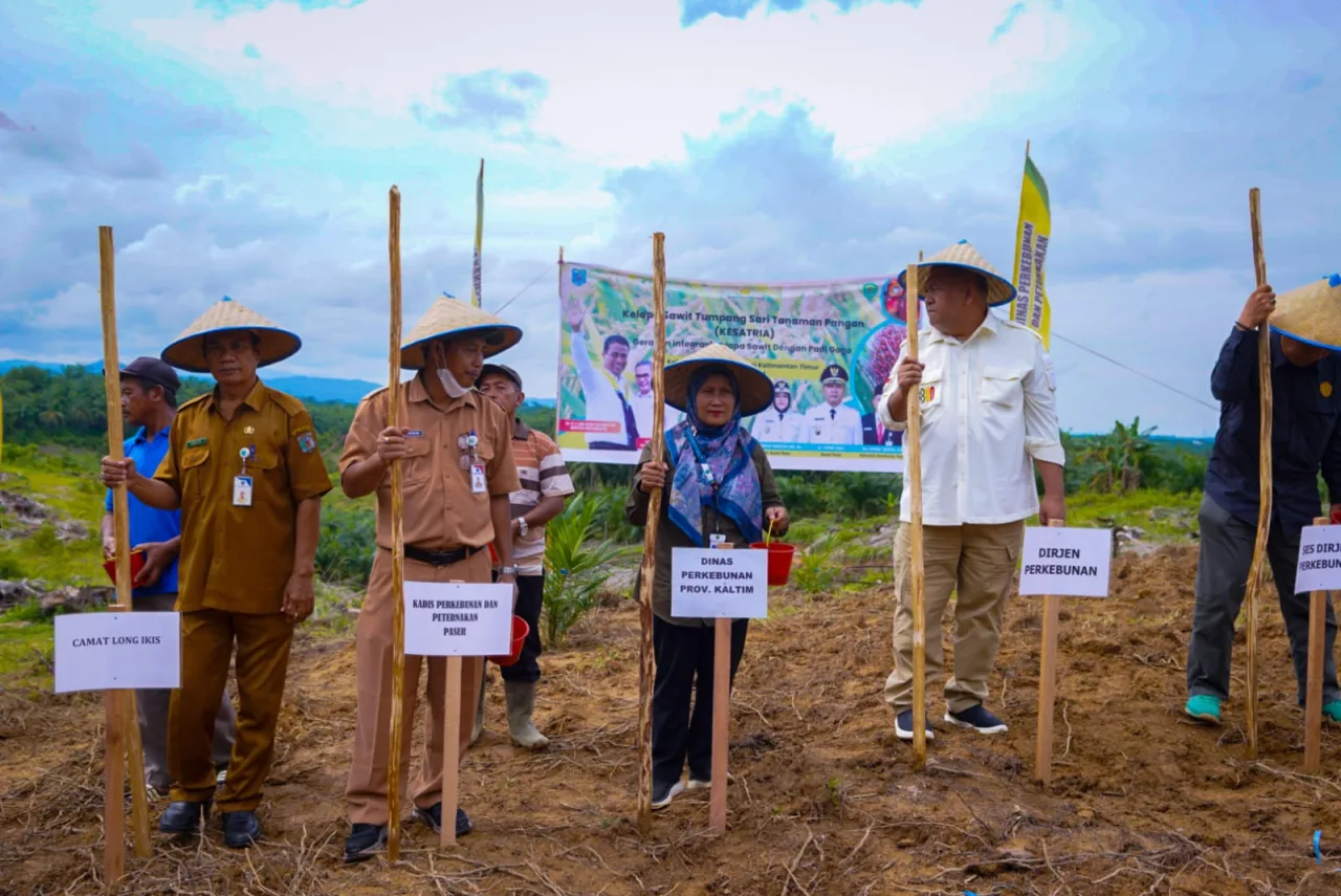 Kementan Tanam Padi Gogo di Desa Tajur
