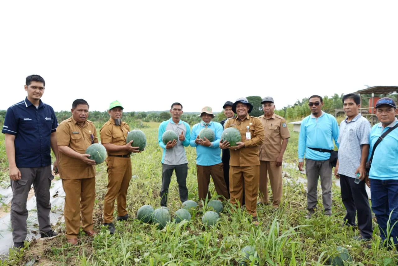 Petani Sawit di Paser Mulai Beralih ke Tanaman Hortikultura