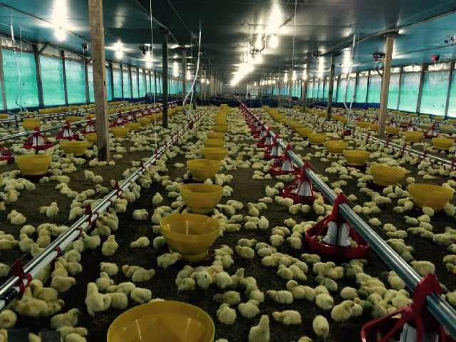Pemkab Paser Bangun Empat Kandang Ayam Closed House Ramah Lingkungan