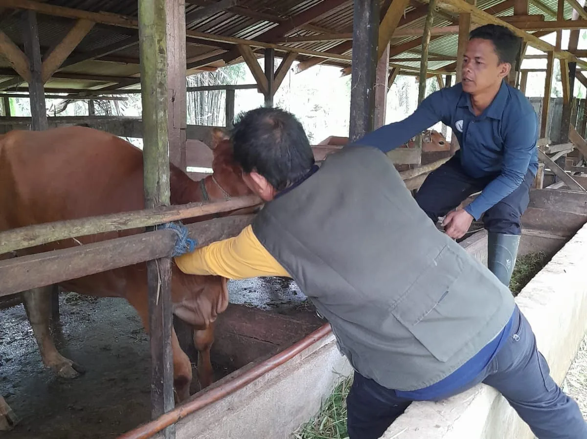 Cegah LSD, Disbunak Paser Vaksinasi 4.800 Sapi