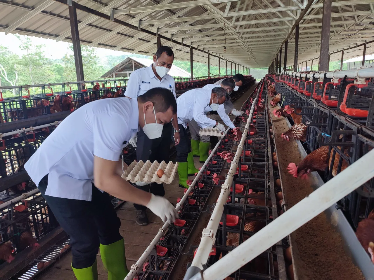Program Ternak Ayam Petelur di Paser Sudah dirasakan Manfaatnya