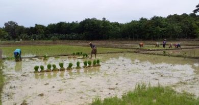 Pemkab Paser Salurkan Bibit Padi di Lahan 9.324 Hektar Pemkab Paser Salurkan Bibit Padi di Lahan 9.324 Hektar